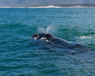 Right Whale National Marine Sanctuary article